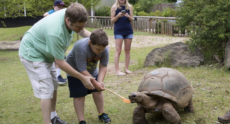 Aldabra Tortoise Wild Encounter