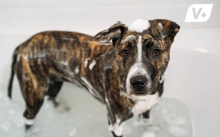 Dog standing in the tub covered in water and suds from a medicated allergy shampoo for dogs