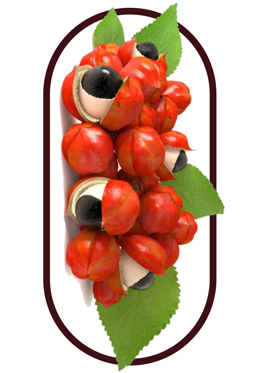 Guarana Berries, 1 of 5 ingredients in the Best Weight Loss Pills Singapore