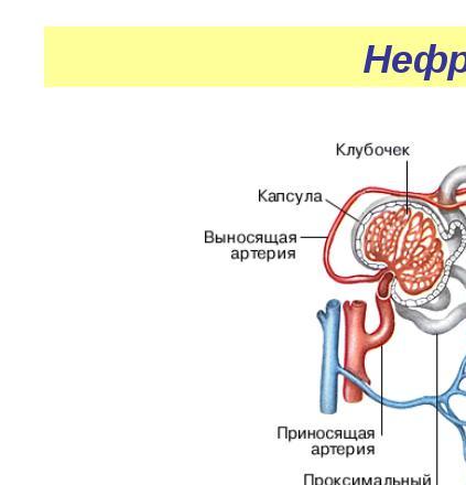 Почки Где Находятся У Женщин Фото