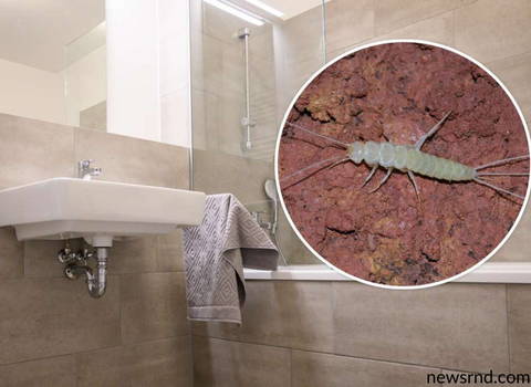 silverfish_problem_in_bathroom