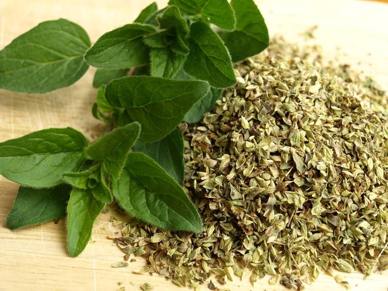 best of oil of oregano