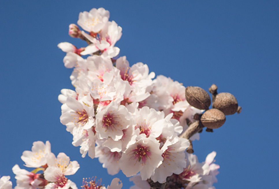  Pollensa
- Mandelblüte Frühlingsbeginn im Nord Mallorca