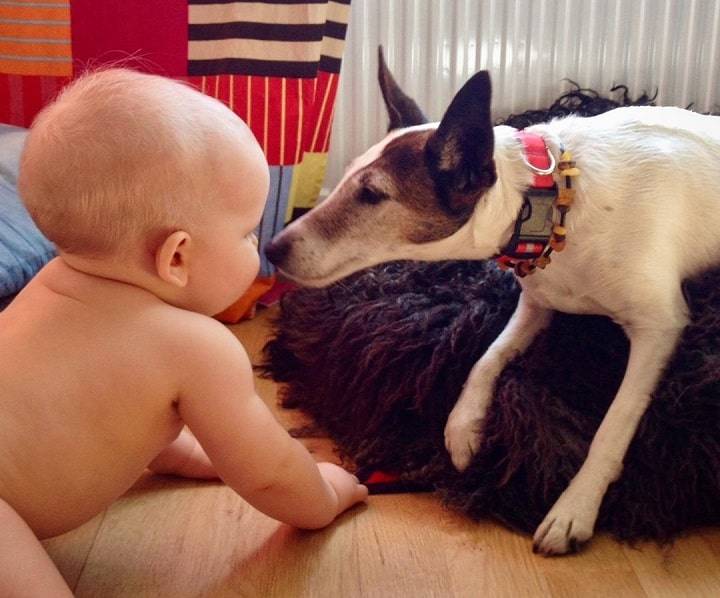 fox terrier chihuahua mix puppies