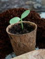 aubergine seedling in a biodegradable planting pot