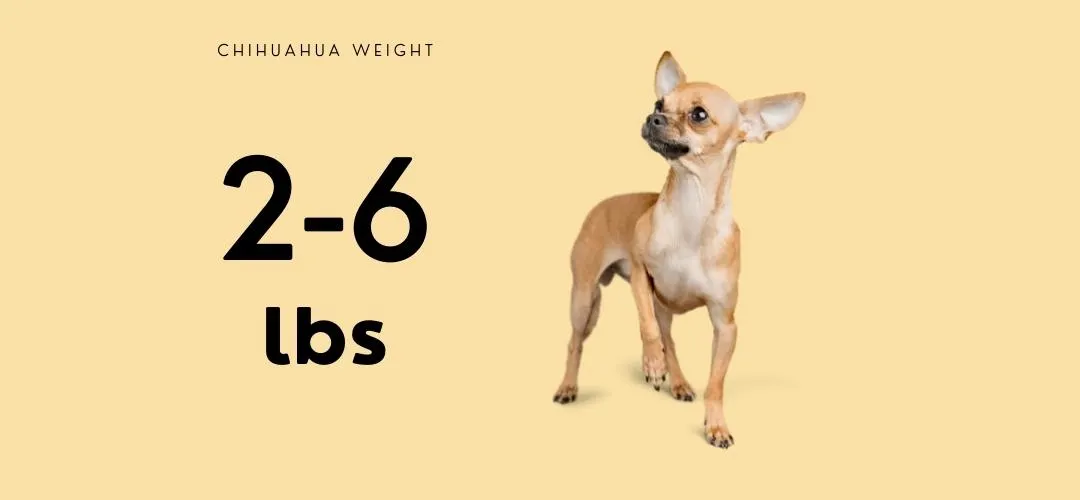 how much does a teacup chihuahua weigh