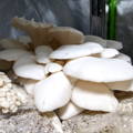 Winter White Oyster Mushrooms Ready For Harvest