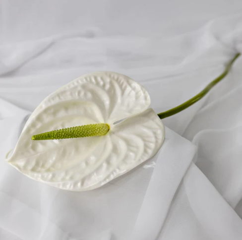 White Large Anthurium - Realistic Artificial Flowers - Image 2