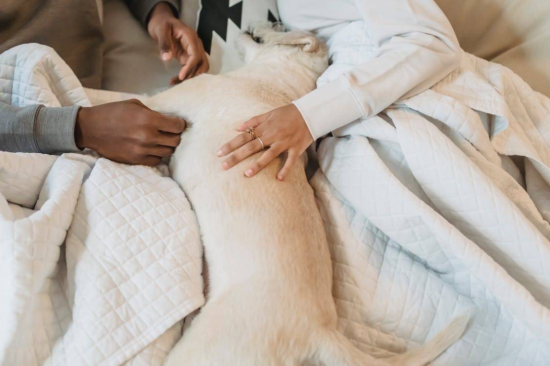 Couple lying on bed with blanket while petting a cute dog
