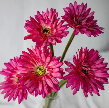 Fuchsia Real Touch Gerbera - Realistic Artificial Flowers - Image 2