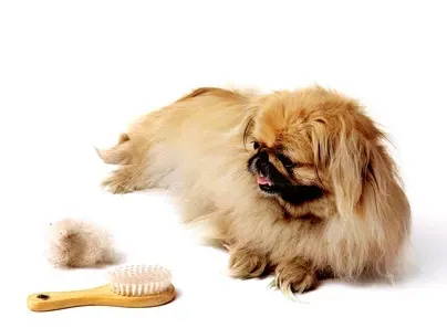 pekingese_chihuahua mix