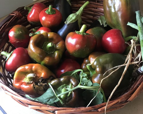 Cooking classes Palermo: Vegetarian cooking class in Palermo with casarina Alice