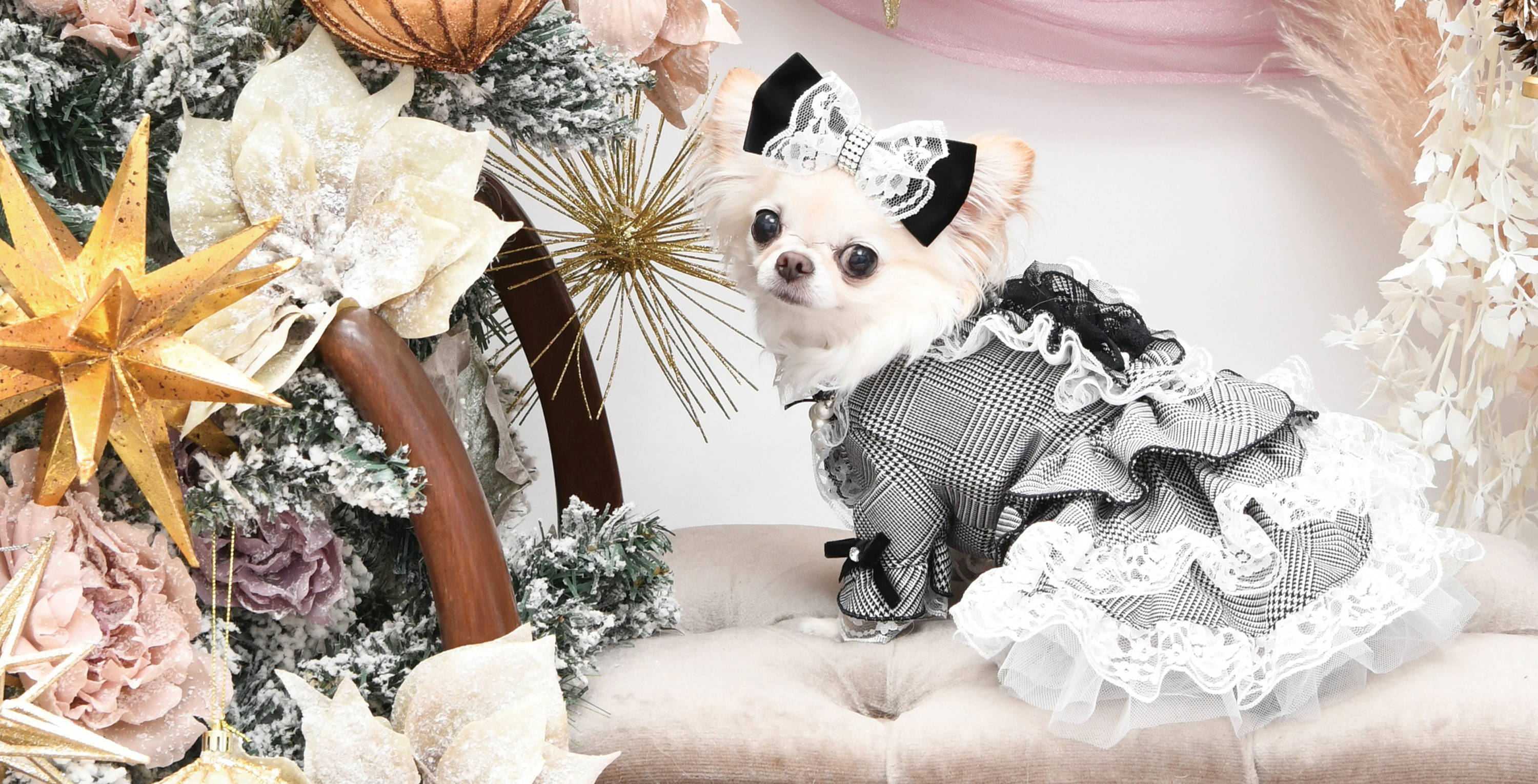 Luxebirdie（リュクスバーディ）|小型犬とのリュクスな生活を