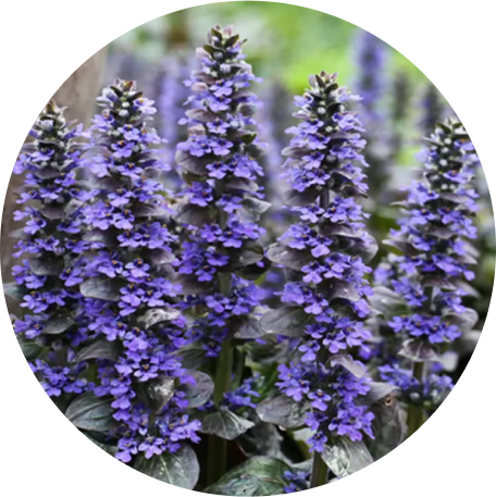 ingredient image