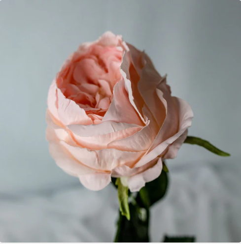 Pink David Austin Soft Touch Open Bloom Rose - Realistic Artificial Flowers