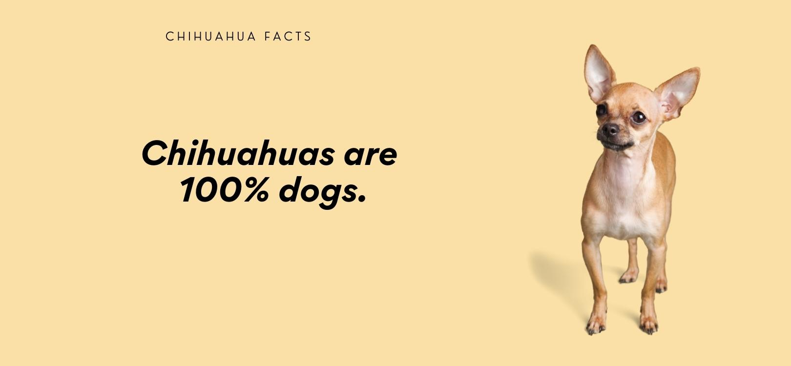 are chihuahuas really dogs