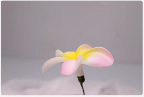 Soft Pink and Yellow Frangipani Real Touch (6 Pack) - Realistic Artificial Flowers - Image 4