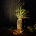 Garden spike light highlighting a feature plant against a dark timber fence.