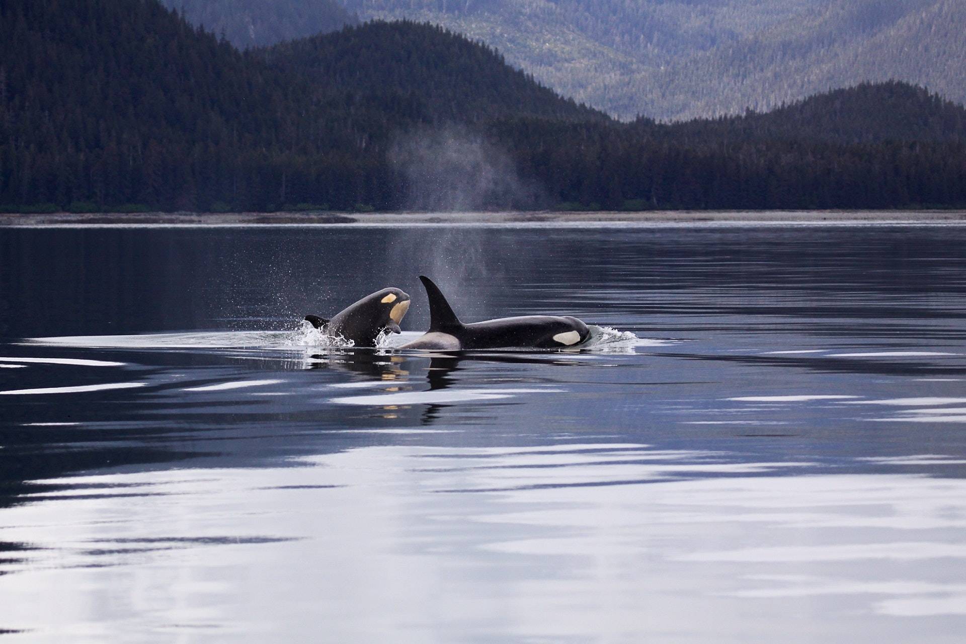 Orca Conservancy is a non-profit organization working on behalf of Orcinus orca, the killer whale, and protecting the endangered orcas and the wild places in which they live