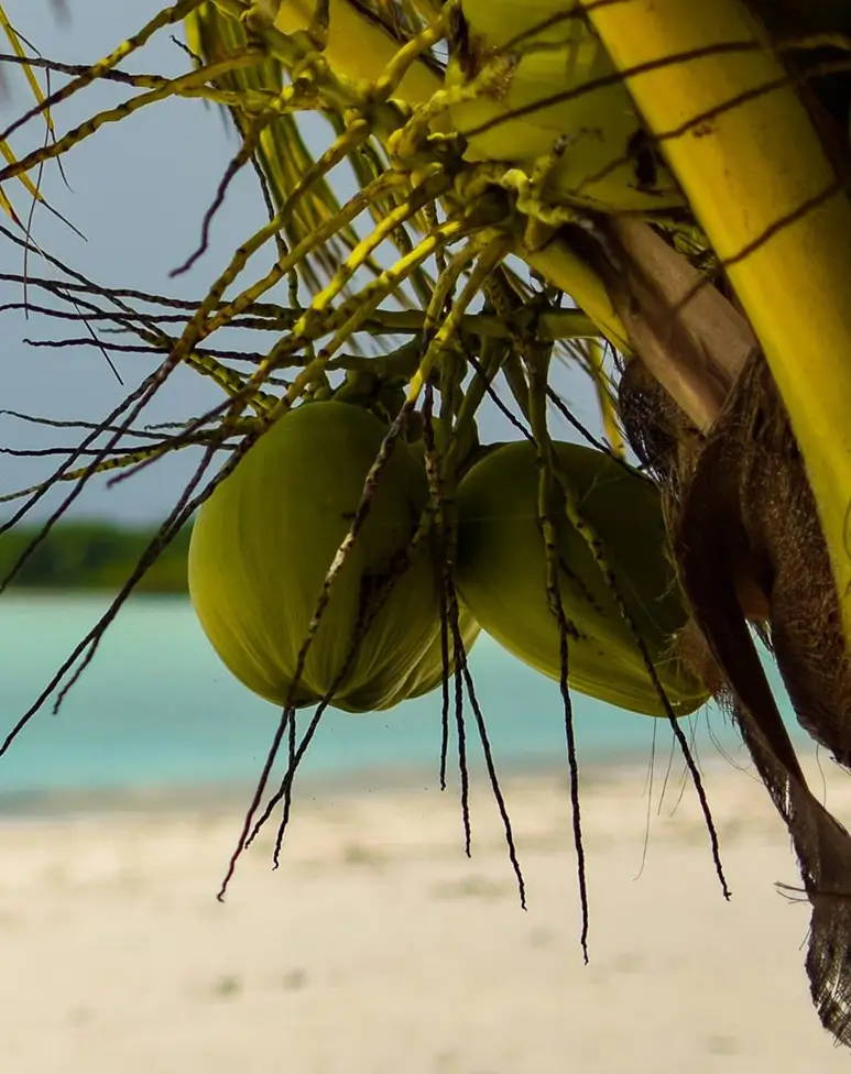Kokosglycosid