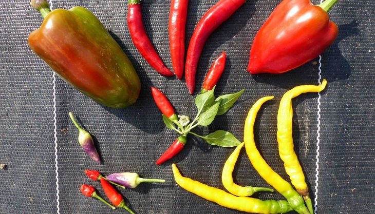 wissenschaftsscheune feldfrüchte