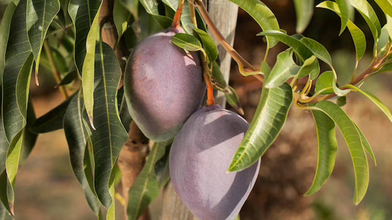 Unearthing the Treasure What is the Nutrition of African Mango Seed