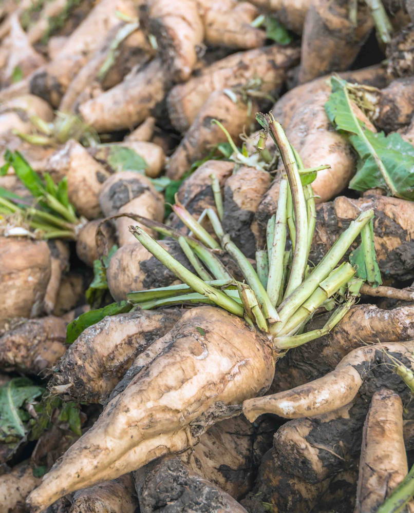 Präbiotika, Futter für das Hautmikrobiom