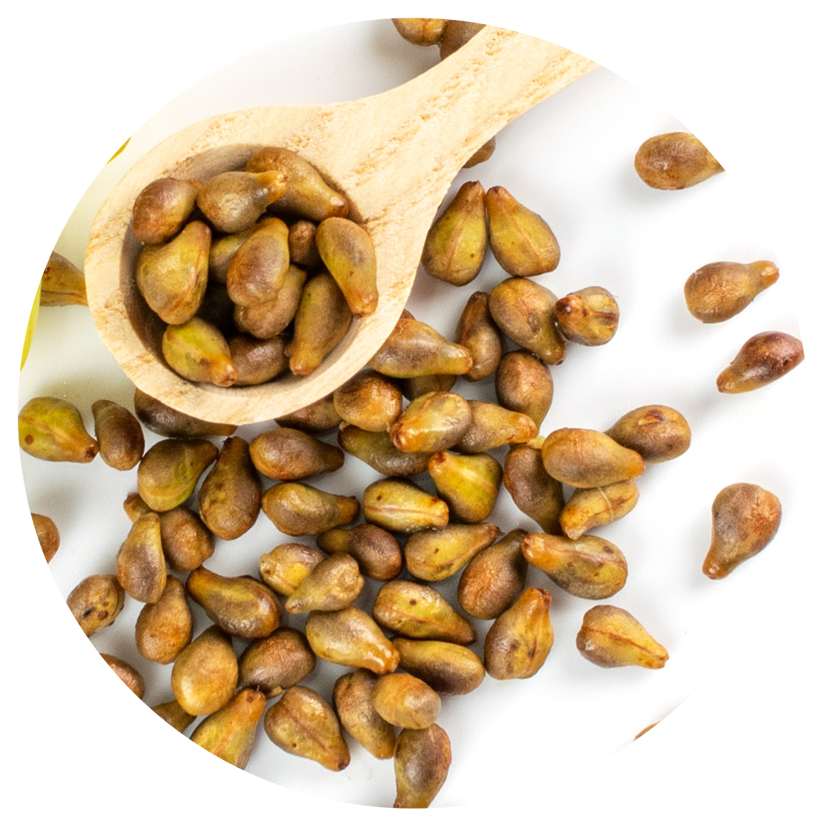 Image of grape seeds in a wooden spoon, highlighting their benefits for protecting against oxidative stress, linked to a multivitamin for women.