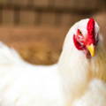 white-leghorn-hen-high-egg-production