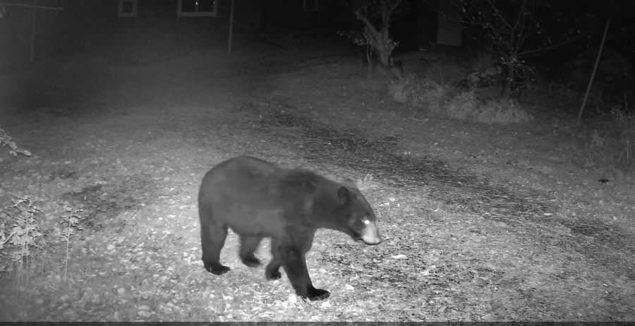 Ontario Bear Hunts at Muskie Bay Resort