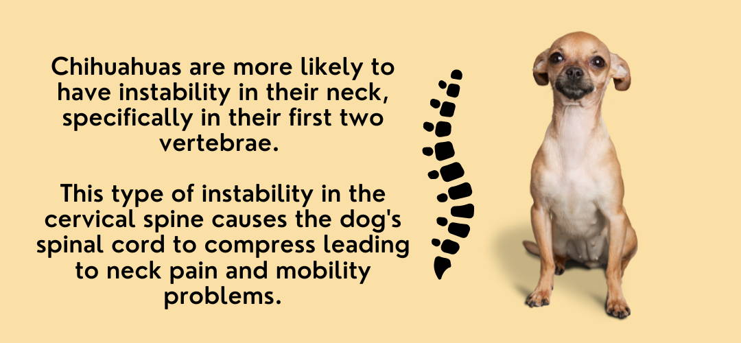 chihuahuas suffer from spinal injuries