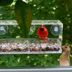  Bird Feeder, Bird Feeding Station