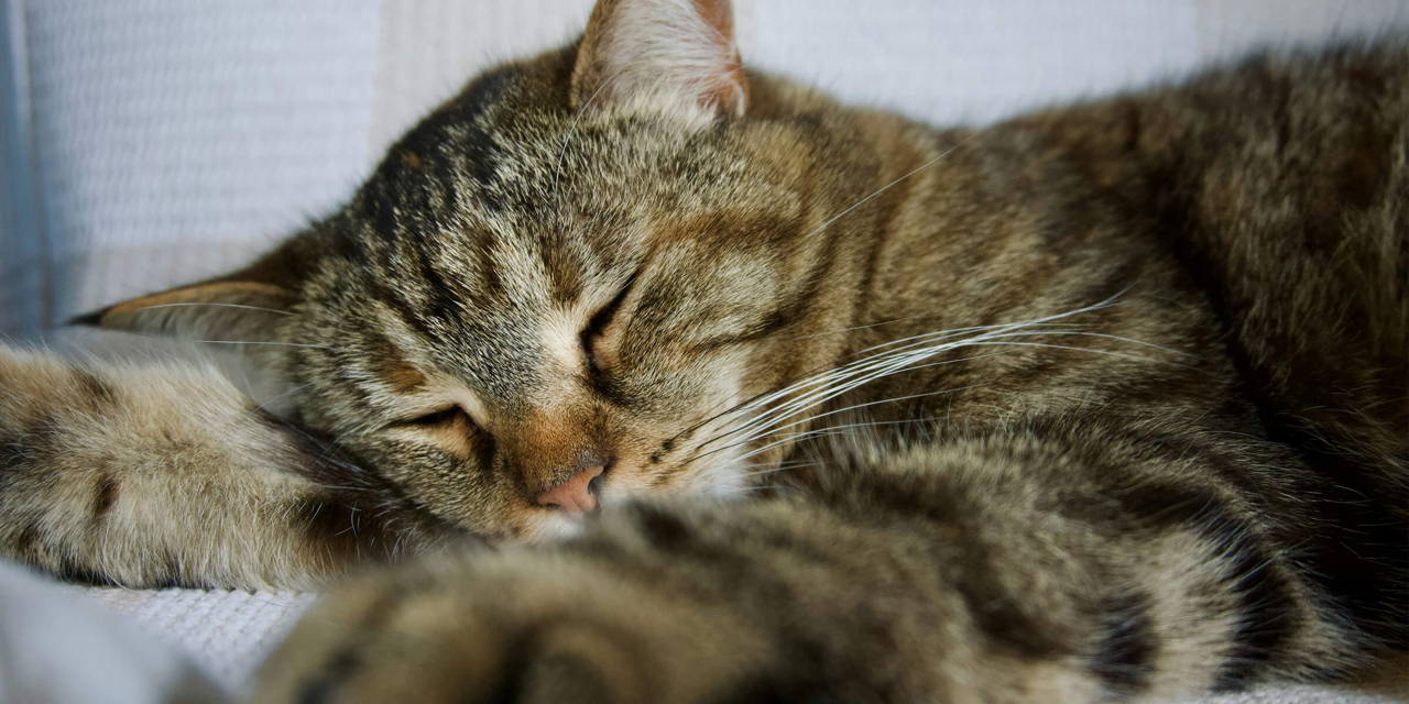Slapende kat