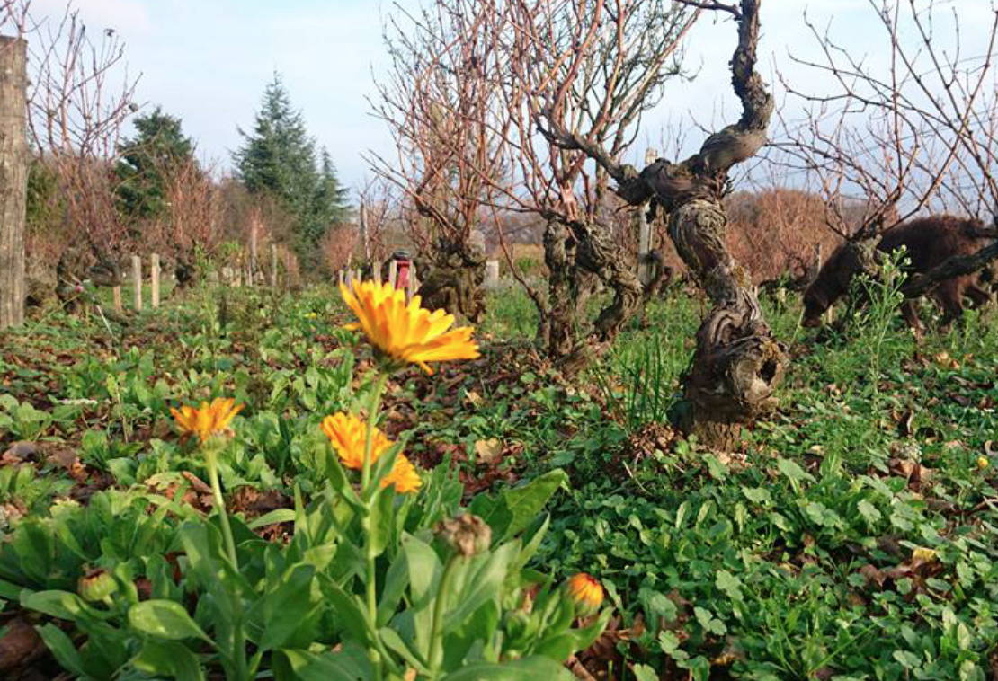 France, vin nature, rawwine, organic wine, vin bio, vin sans intrants, bistro brute, vin rouge, vin blanc, rouge, blanc, nature, vin propre, vigneron, vigneron indépendant, domaine bio, biodynamie, vigneron nature, cave vin naturel, cave vin, caviste, vin biodynamique, bistro brute, Quimper, Finistère , la table rouge, vignerons jardiniers, claude airaud-cabel, philippe chigard, noizay, loire
