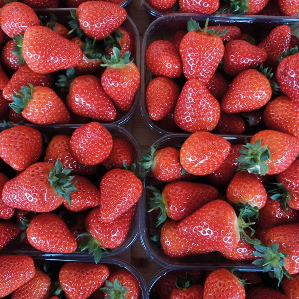 fraise-magnum-geneve