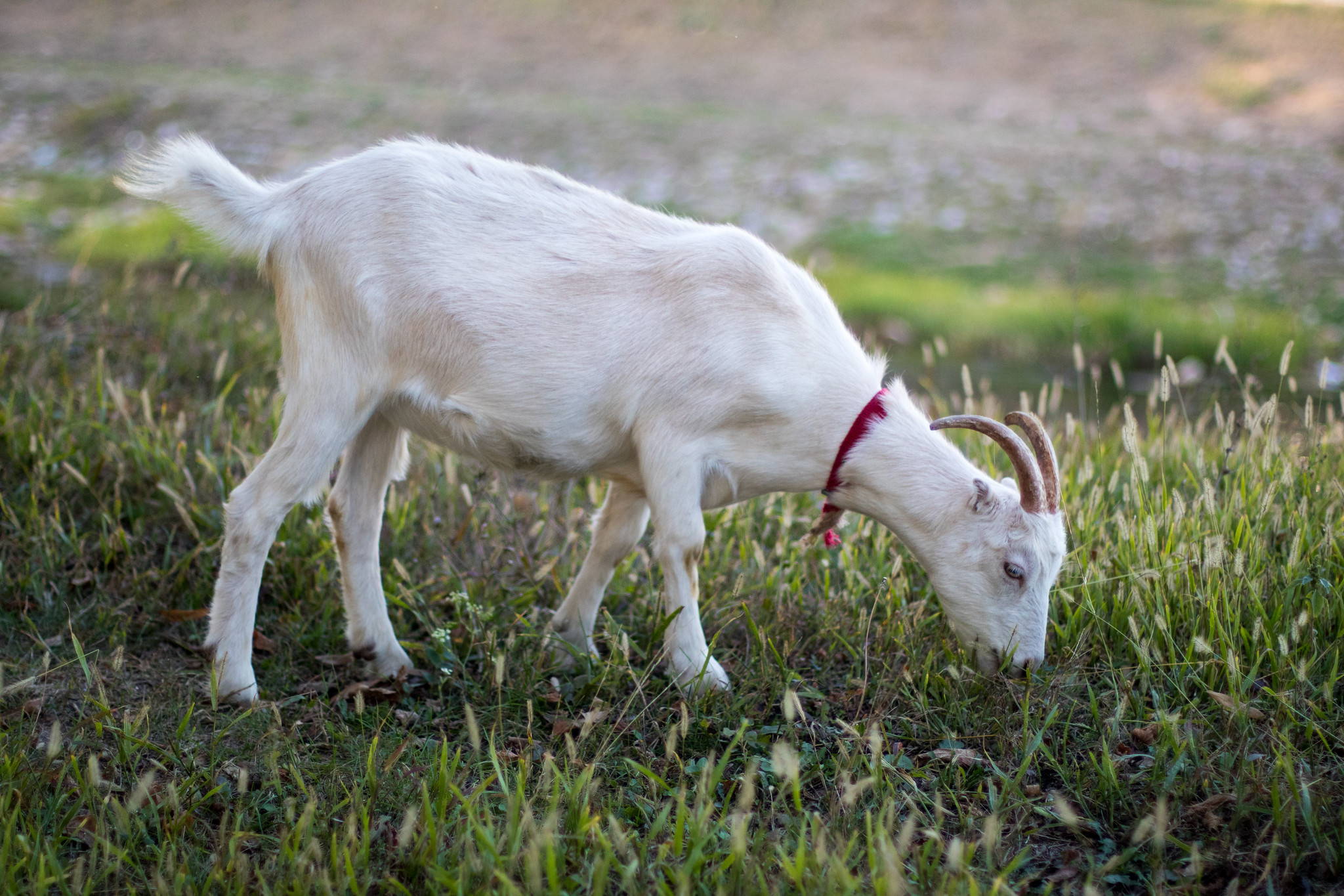 goat milk nutrition