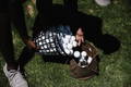Person pouring white golf practice balls from plastic basket into brown bag on green grass.
