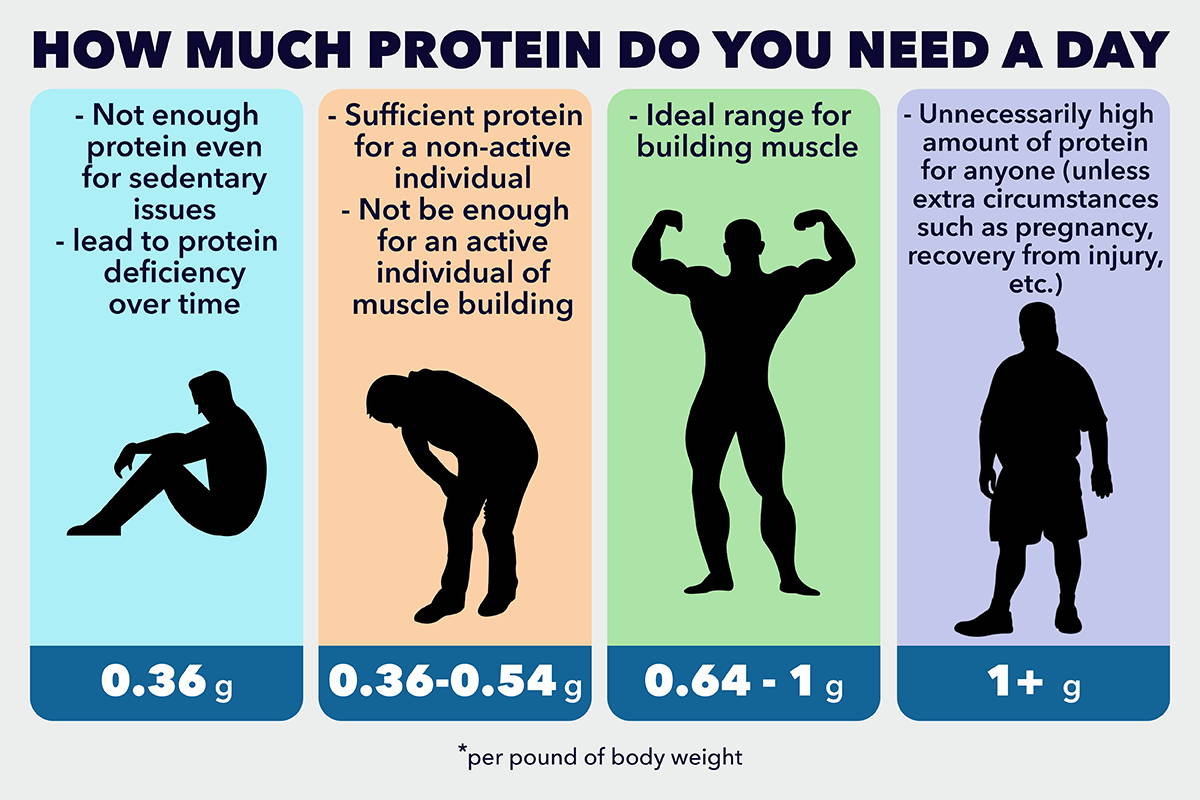How Much Protein Do You Need a Day