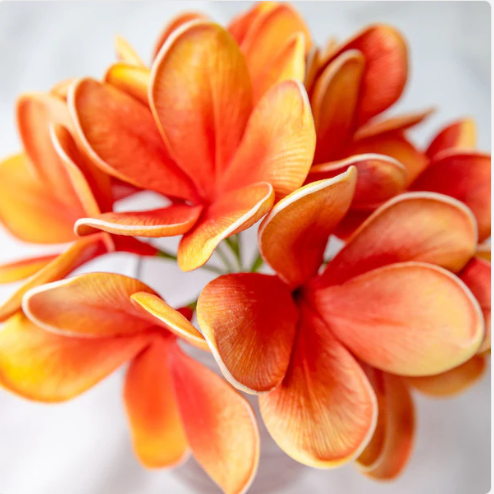 Tangerine Frangipani Flowerhead (6 Pack) - Realistic Artificial Flowers - Image 7