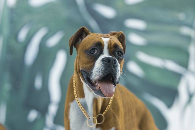 chihuahua boxer mix