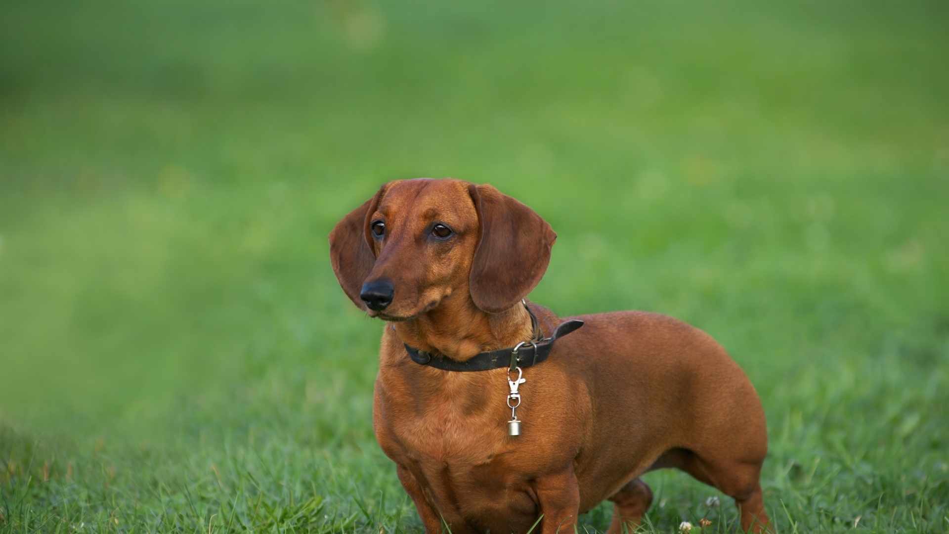 Heller Hund mit langem Fell liegt lustlos auf Steinen.