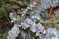 Eucalyptus Plant