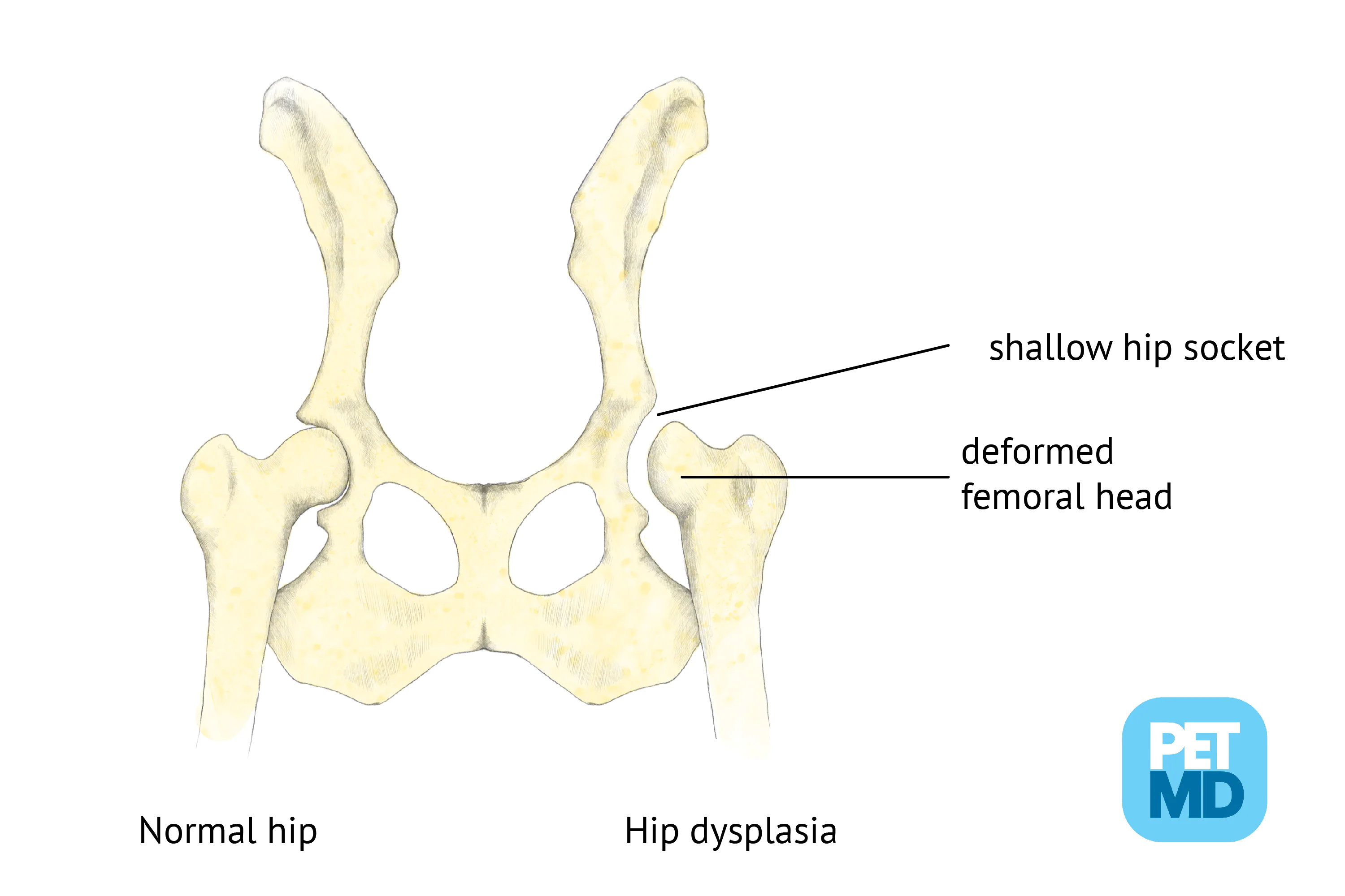 hip_dysplasia in husky chihuahua mixes
