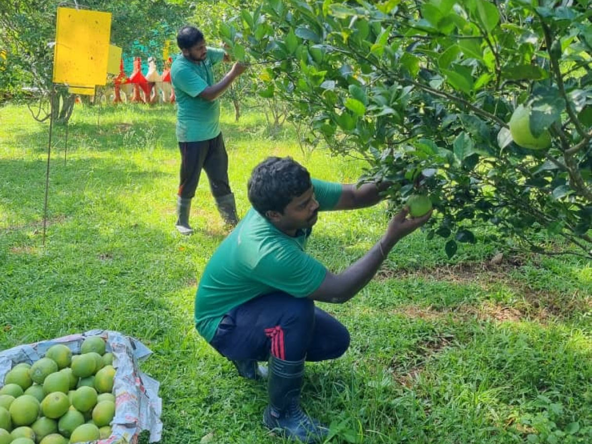 Tropical Fruit Farm