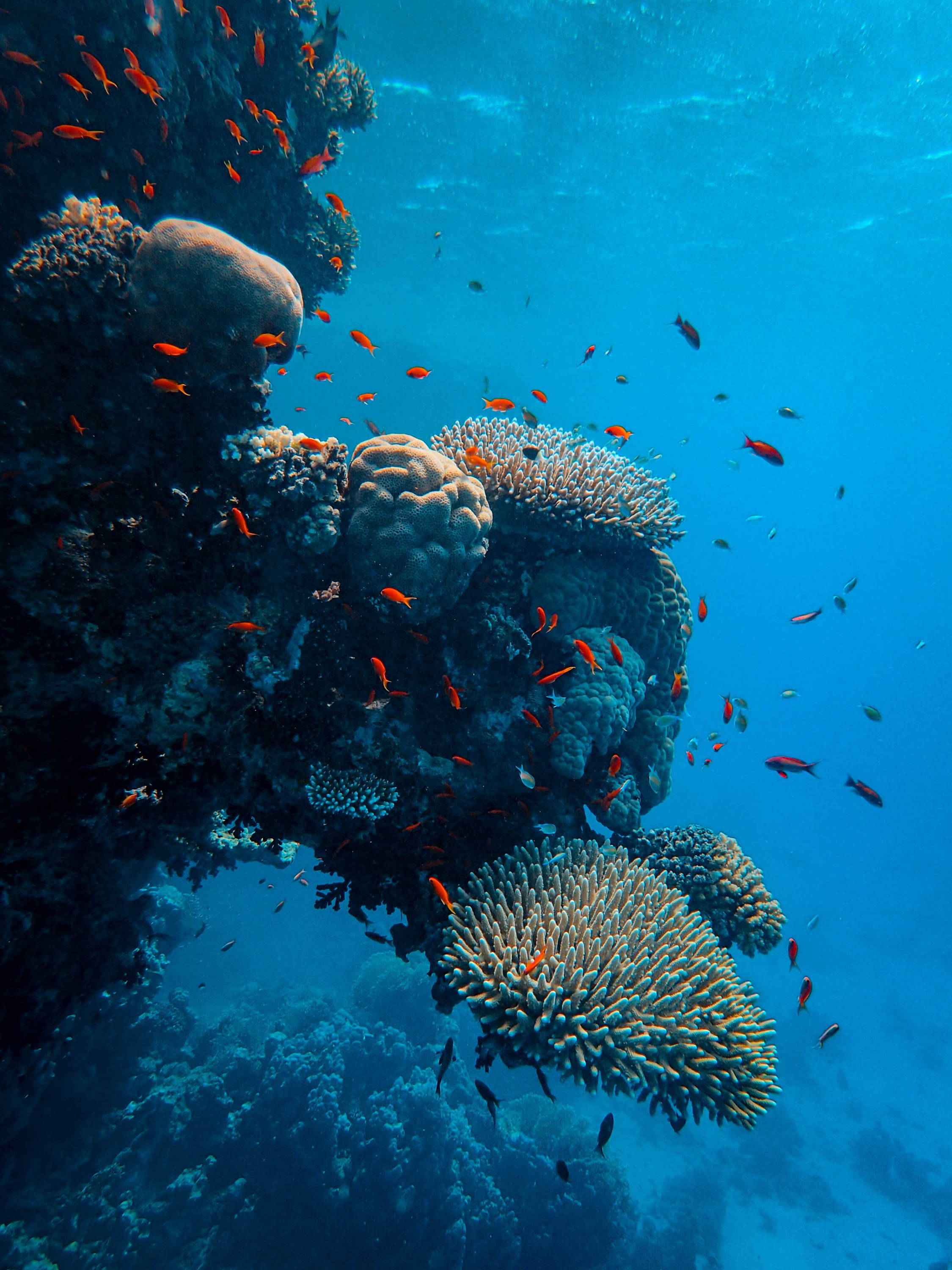 Save your health along with your oceans and corals from pollution and toxic chemicals by investing in reef-safe sunscreen