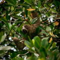 sloth hidden deep within a tree's branches and leaves