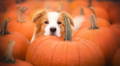 alt="Brown and white dog sitting in a pumpkin patch"