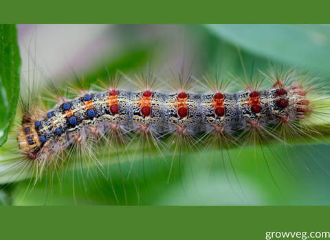 LDD-moth-caterpillar