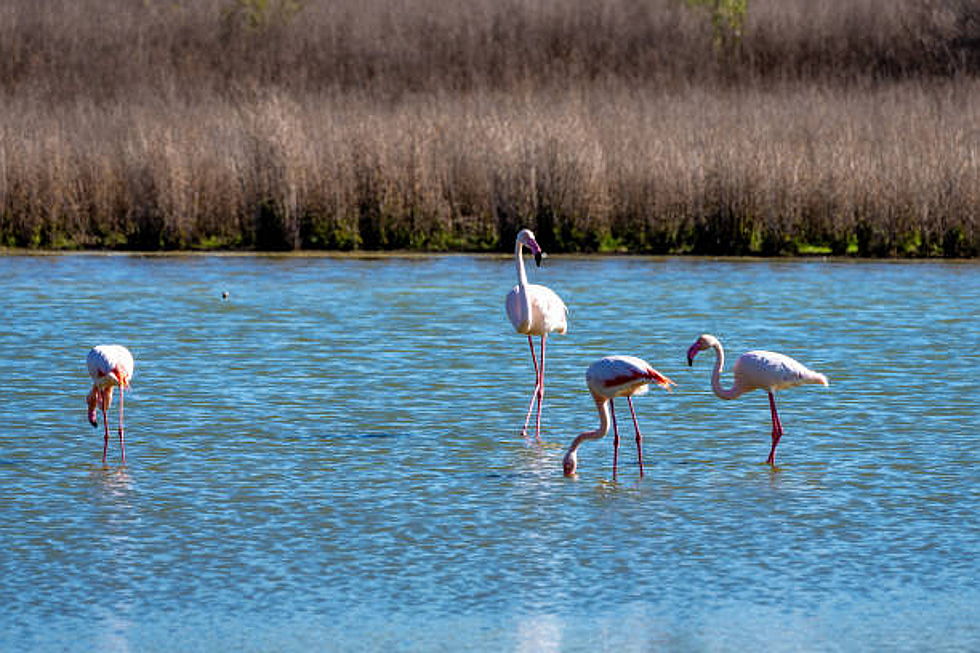 Torrevieja
- lagoon torrevieja salt and flamingos.jpg