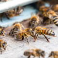 honeybees-hive-entrance